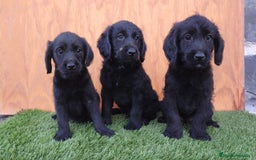 Labradoodle perros en venta: Labradoodle ( precio real y fotos reales) - Imagen 4
