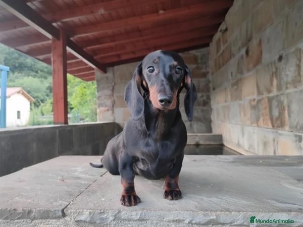 Teckel perros Cachorros de Teckel - Anuncio 2