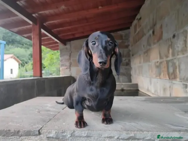 Teckel perros Cachorros de Teckel - Anuncio 2