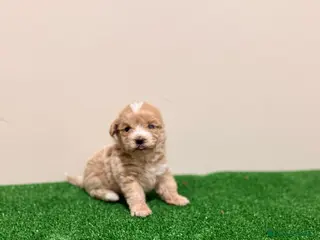 Maltipoo perros LEER EL TEXTO Maltipoo Toy Macho Apricot Rojo - Anuncio 1