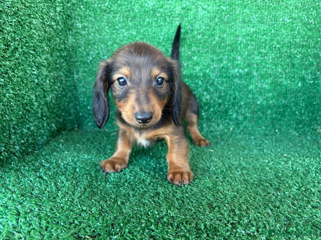 Teckel Miniatura perros en venta: teckel miniatura - Anuncio 15
