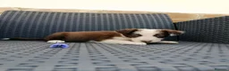 Border Collie perros en venta: Borde collie - Anuncio 7
