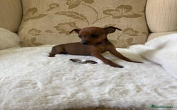 Pinscher Miniatura perros en venta: Pinscher Miniatura cachorro hembra  - Imagen 27