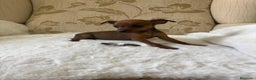 Pinscher Miniatura perros en venta: Pinscher Miniatura cachorro hembra  - Anuncio 27