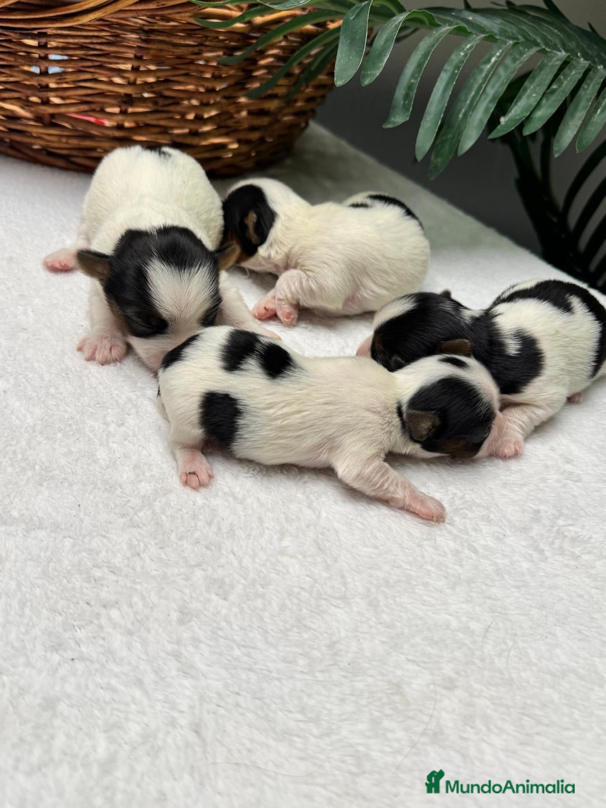 Yorkshire Terrier perros YORKSHIRE BIEWER - Anuncio 3