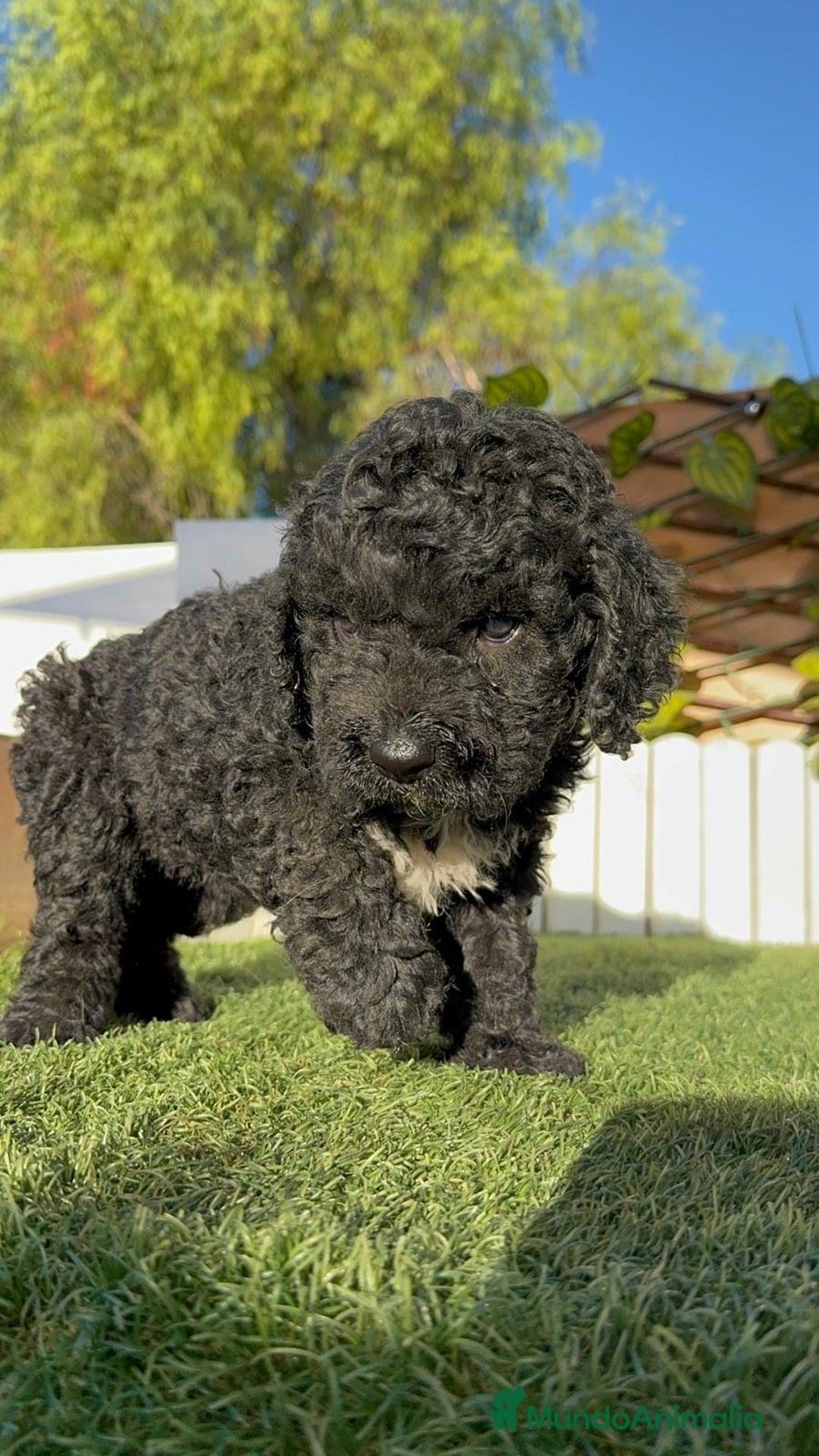 Perro de Agua Español perros en venta: PERRO DE AGUA ESPAÑOL - Imagen 5