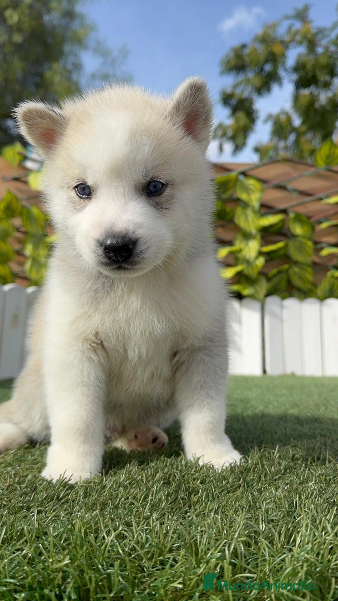 Husky Siberiano perros en venta: HUSKY - Imagen 7