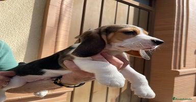 Beagle perros - Propaganda 6