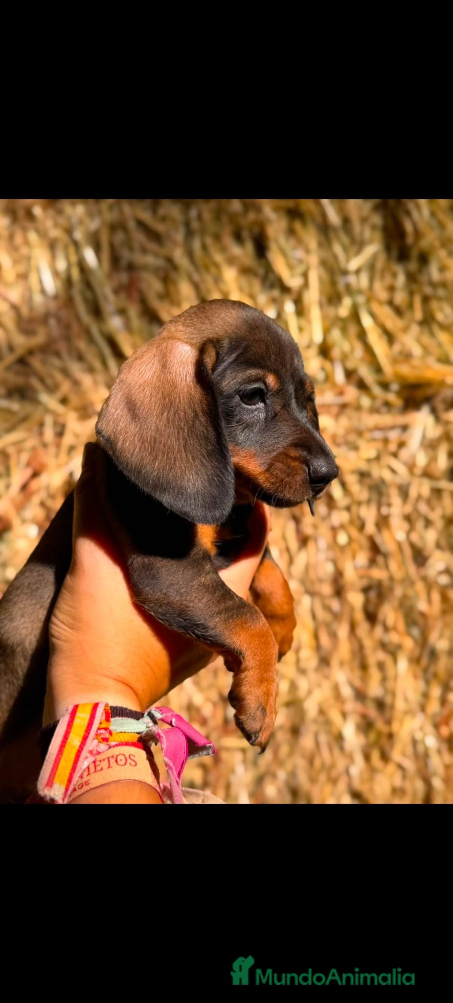 Teckel Miniatura perros Teckels Color Jabalí Hembras  - Anuncio 1