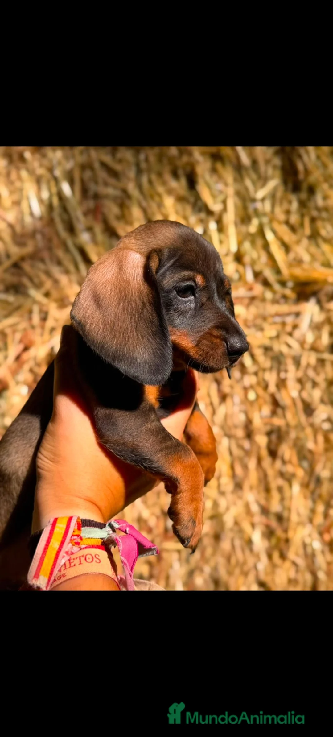 Teckel Miniatura perros en venta: Teckels Color Jabalí Hembras  - Anuncio 1