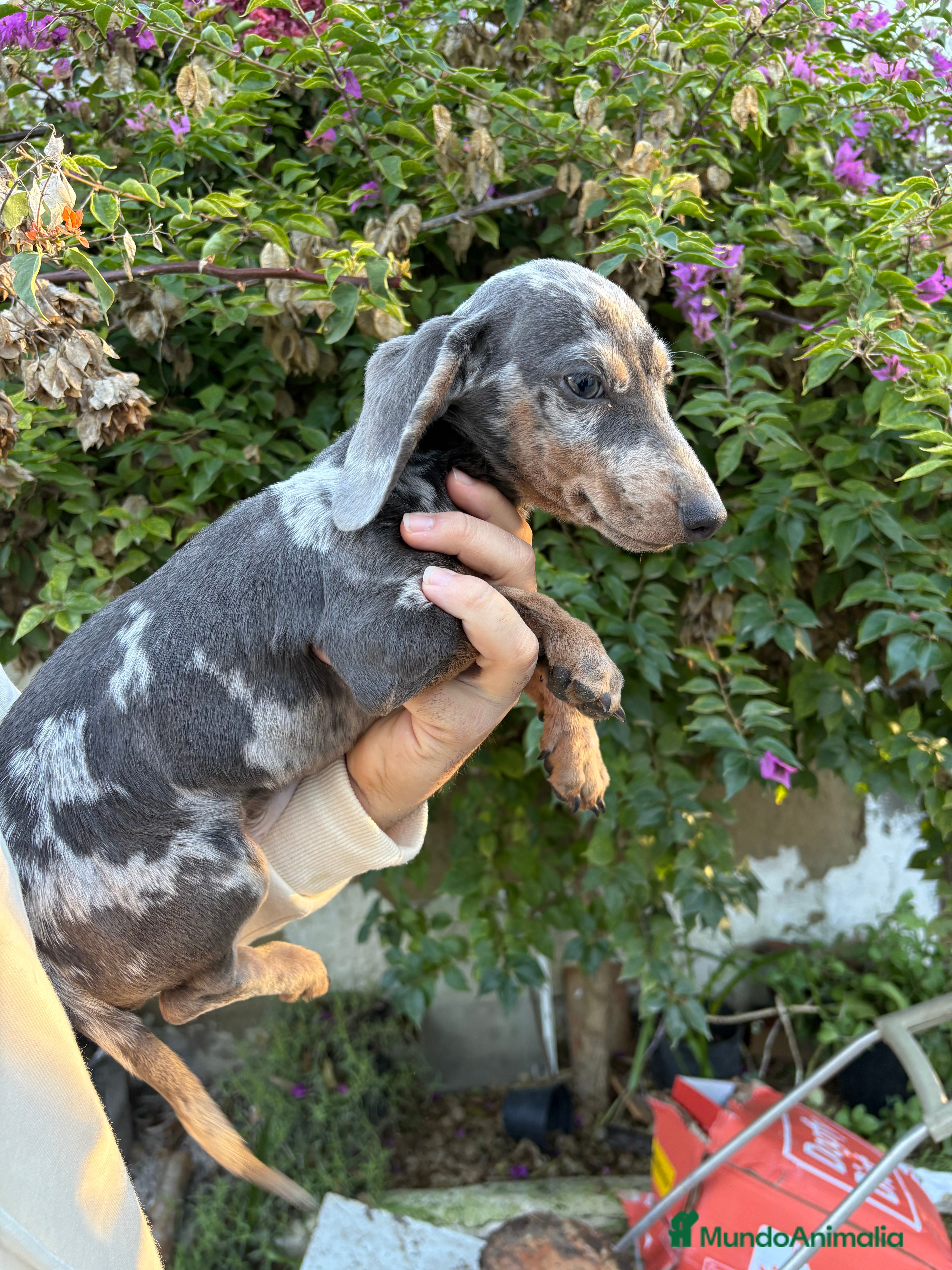 Teckel Miniatura perros Teckels mini y kaninchen  - Anuncio 1