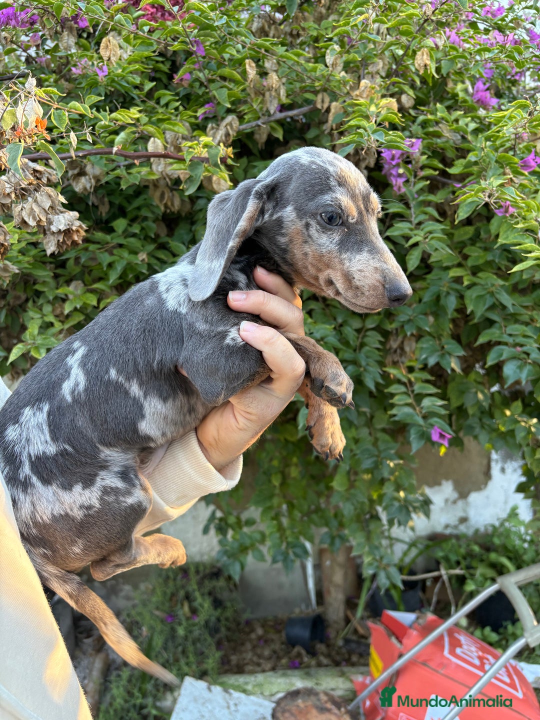 Teckel Miniatura perros en venta: Teckels mini y kaninchen  - Anuncio 1