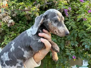 Teckel Miniatura perros Teckels mini y kaninchen - Anuncio 25