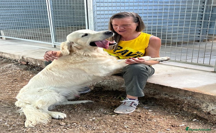 Golden Retriever perros - Anuncio 1