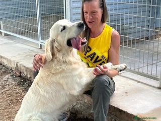Golden Retriever perros - Anuncio 2