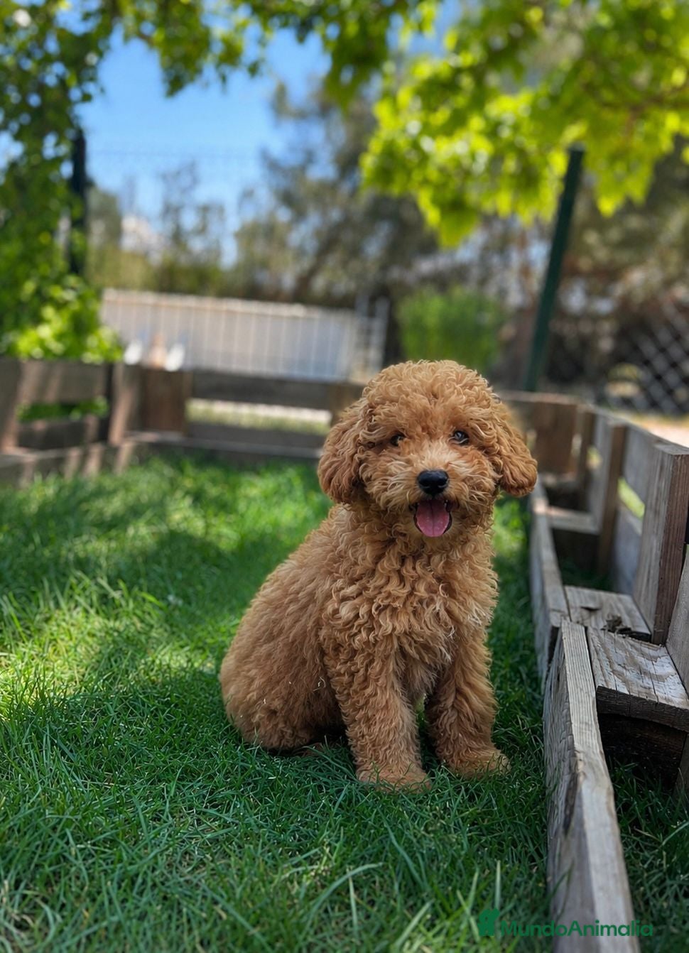 Caniche Enano perros Caniche enano  - Anuncio 2