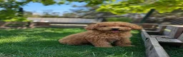 Caniche Enano perros en venta: Caniche enano  - Anuncio 1