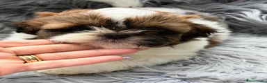 Shih Tzu 3