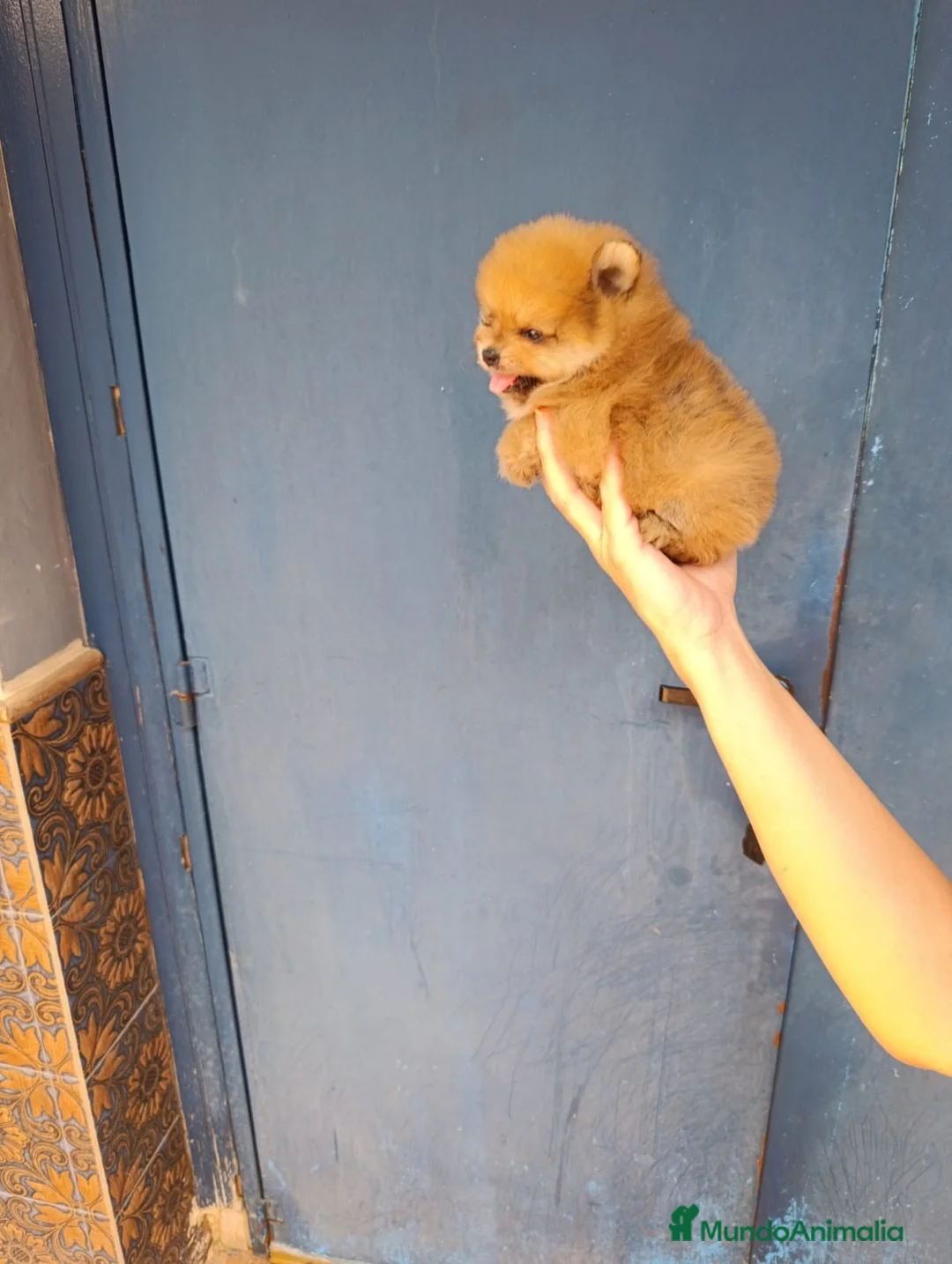 Pomerania perros en venta: Pomerania ositos toy  - Anuncio 2