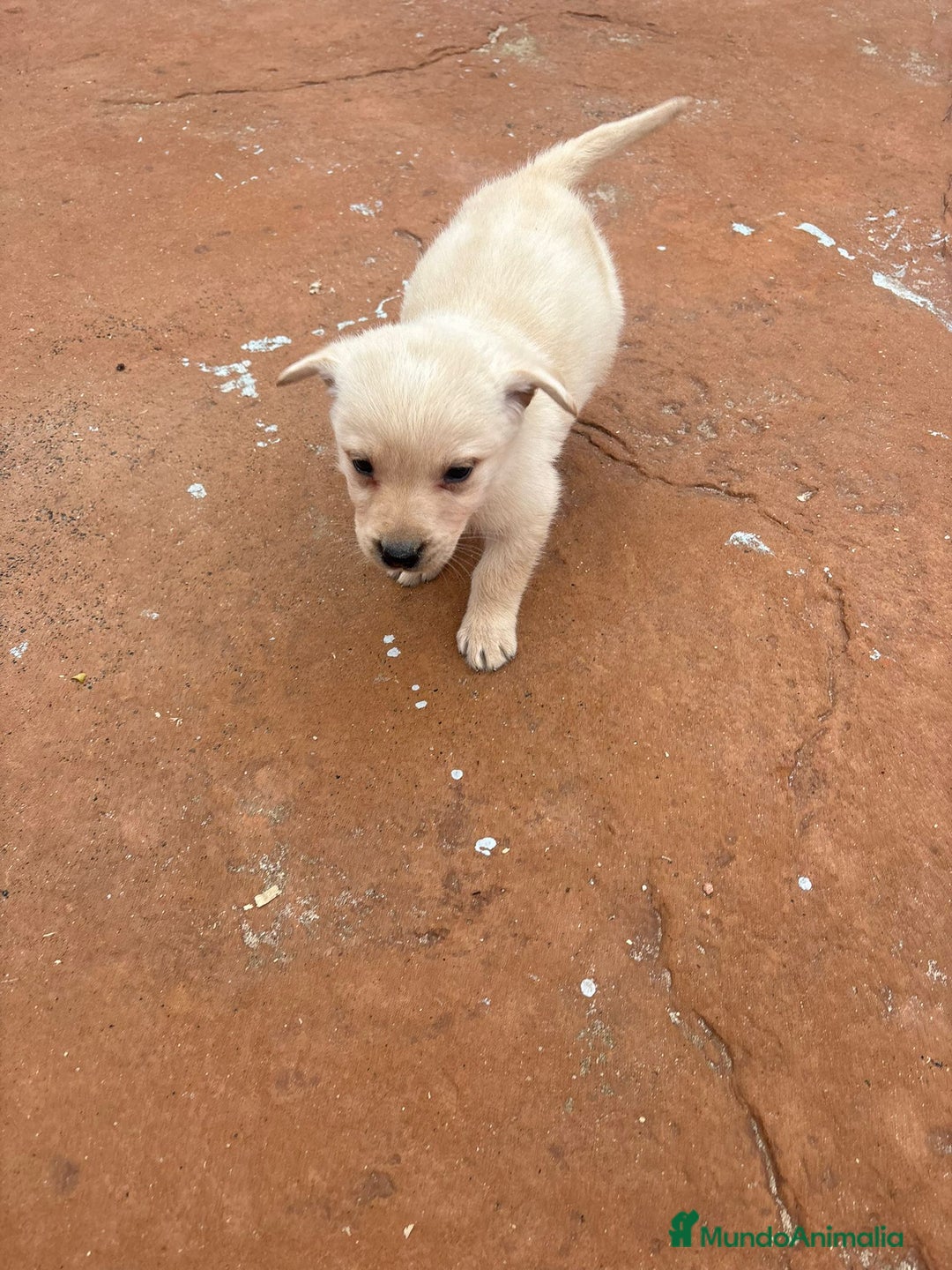 Labrador Retriever perros en venta: Labrador retriever  - Anuncio 7