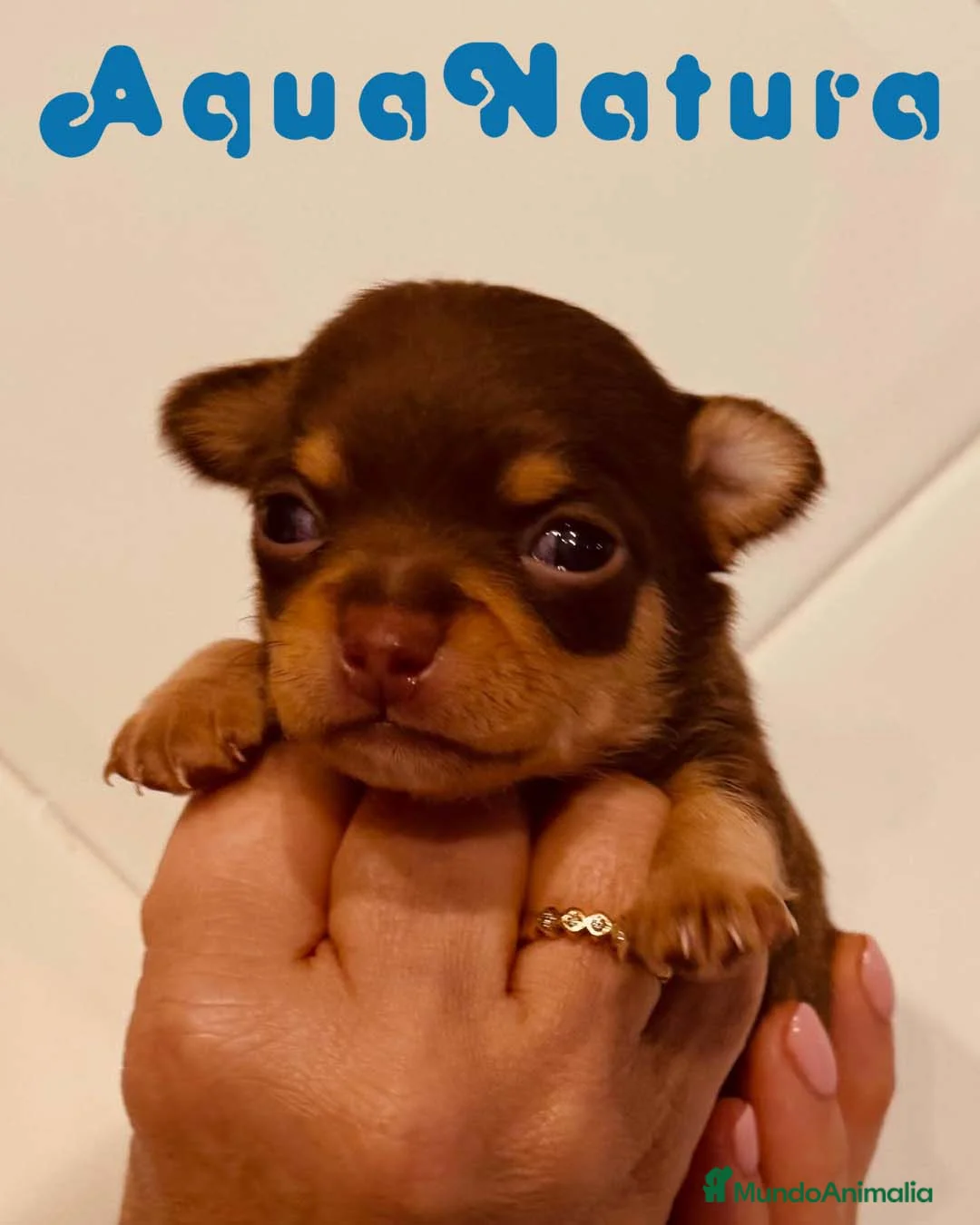 Chihuahua perros en venta: Chihuahua Macho de Clarita y Choc AQUANATURA - Anuncio 3