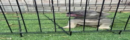 Bulldog Francés perros en venta: Cachorros de bulldog francés exóticos  - Anuncio 6