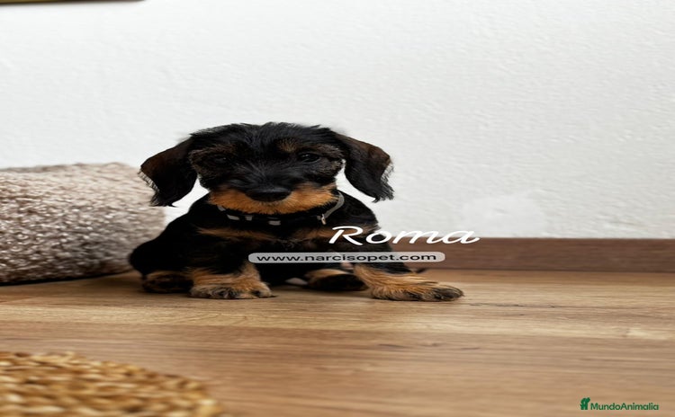 Teckel Miniatura perros - Anuncio 1
