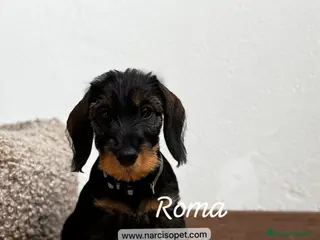 Teckel Miniatura perros TECKEL PELO DURO HEMBRA - Anuncio 10