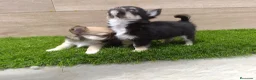 Chihuahua perros en venta: Chihuahuas - Anuncio 3