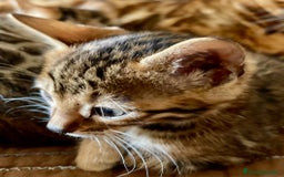 Bengalí gatos en venta: Hembritas de Gato Bengalí - Imagen 8