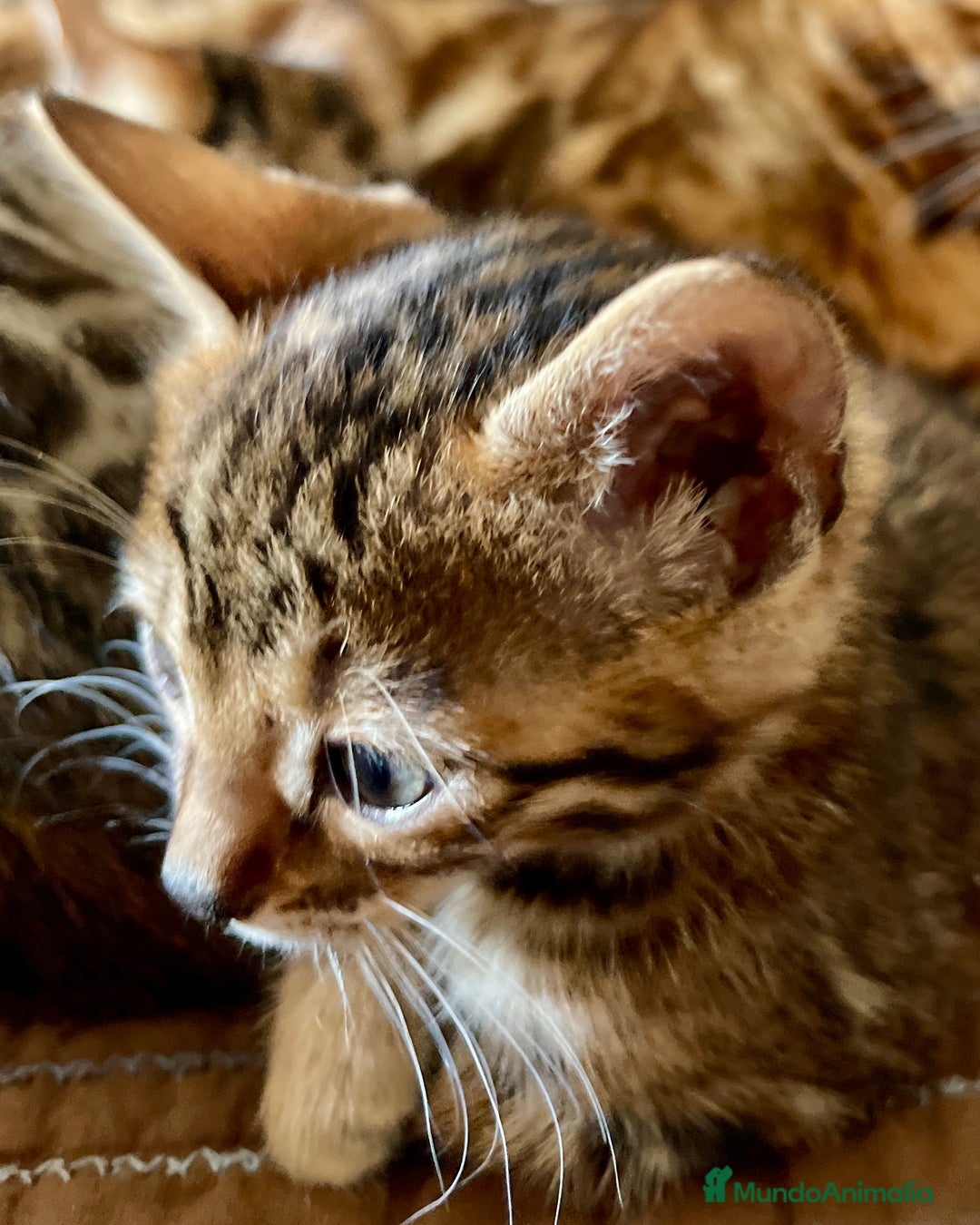 Bengalí gatos en venta: Hembritas de Gato Bengalí - Imagen 8