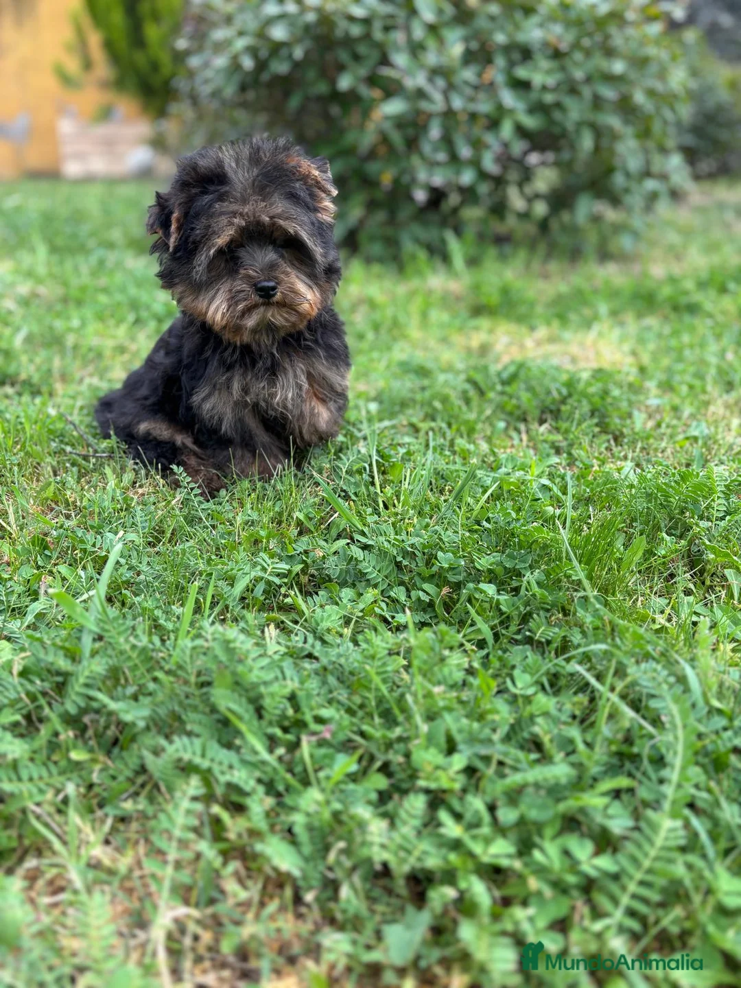 Yorkshire Terrier perros en venta: Yokshire Macho con toda la vacunacion!! - Anuncio 2