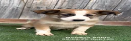 Border Collie perros en venta: Border Collie - Anuncio 23