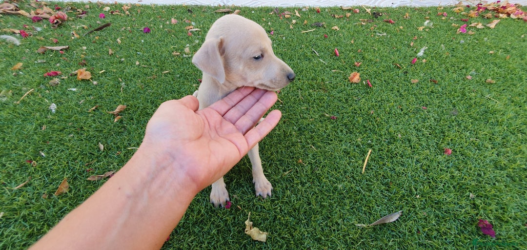 Pequeño Lebrel Italiano perros en venta: Galgo Piccolo Enano cachorro macho - Imagen 5
