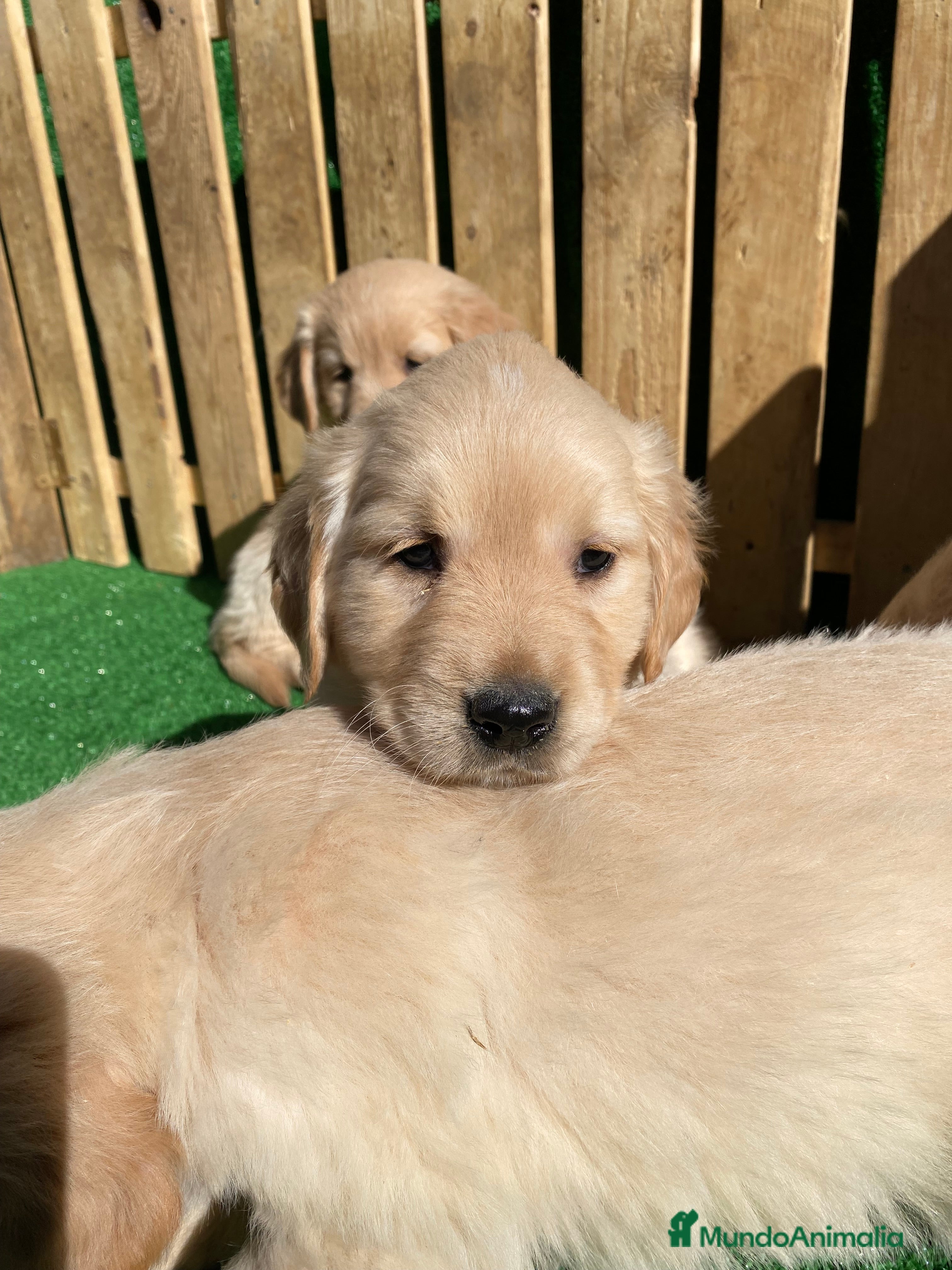 Golden Retriever perros CAMADA GOLDEN RETRIEVER  en Salamanca - Anuncio 5