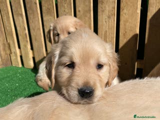 Golden Retriever perros CAMADA GOLDEN RETRIEVER en Salamanca - Anuncio 15