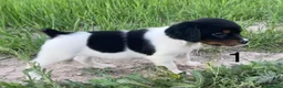 Épagneul Breton perros en venta: Cachorritos Épagneul Breton - Anuncio 6