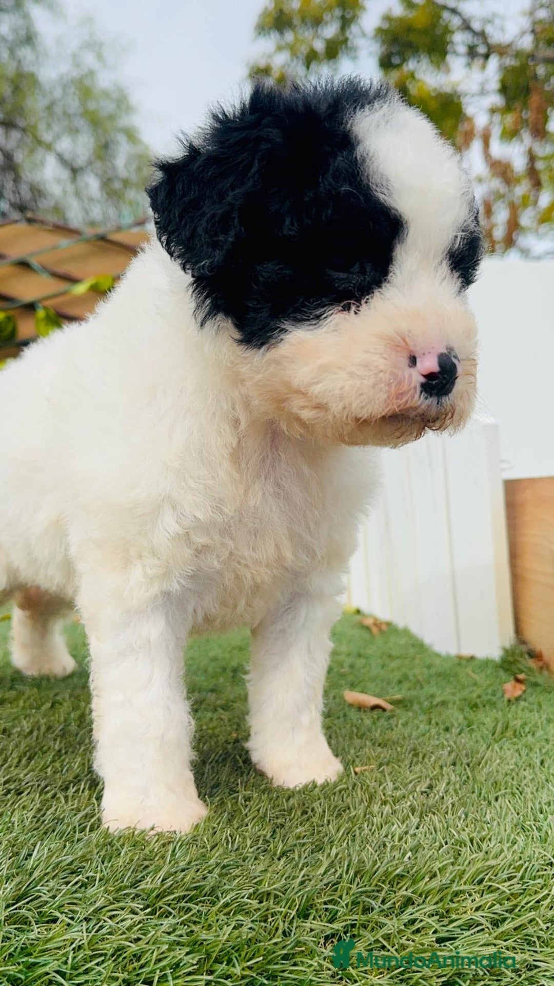 Perro de Agua Español perros en venta: PERRO DE AGUA ESPAÑOL - Anuncio 9