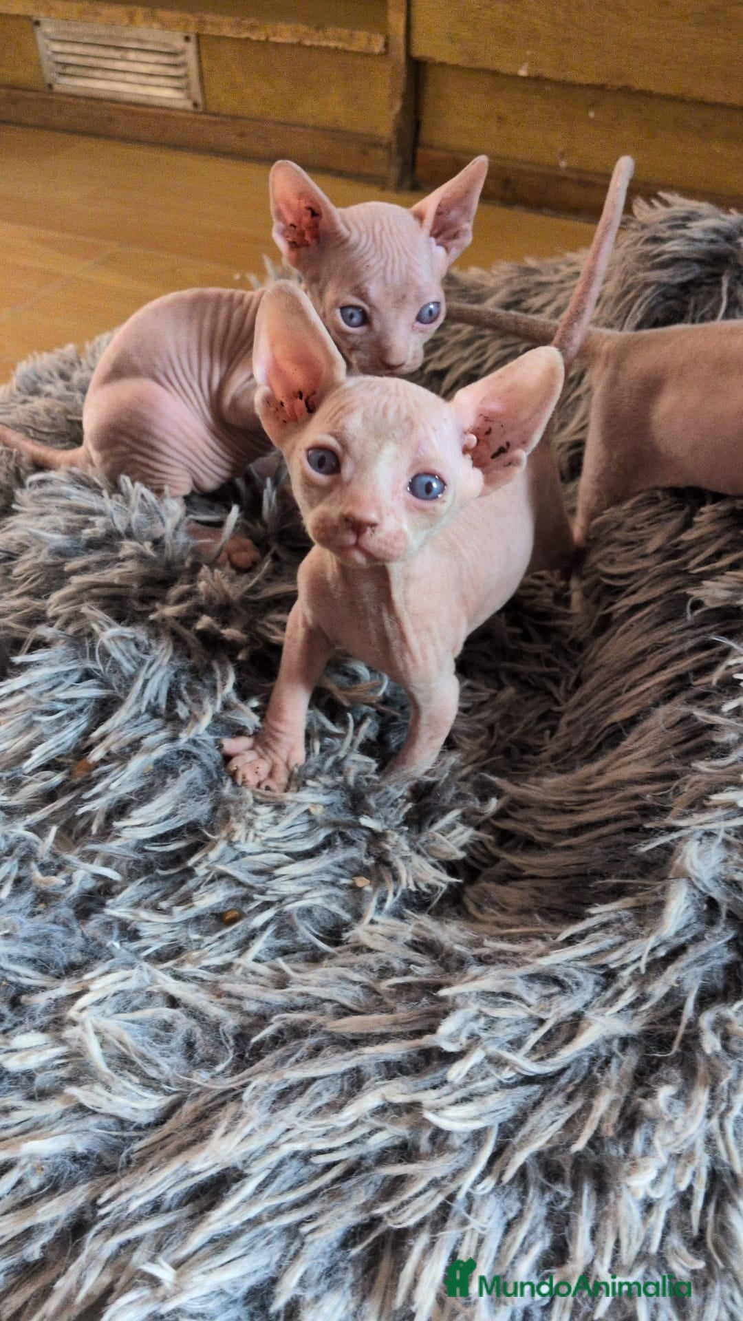 Sphynx gatos en venta: GATITOS SPHYNX HEMBRA ELFA - Imagen 3