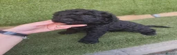 Perro de Agua Español perros en venta: Ultimo Cachorro 🖤 en Madrid - Anuncio 3