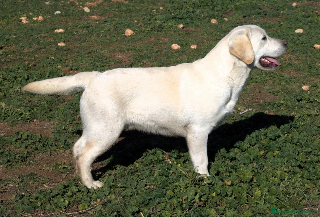 Labrador Retriever perros en venta: cachorros labrador retriever - Anuncio 2