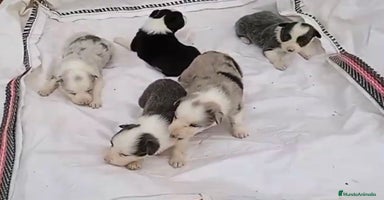 Border Collie perros - Anuncio 7