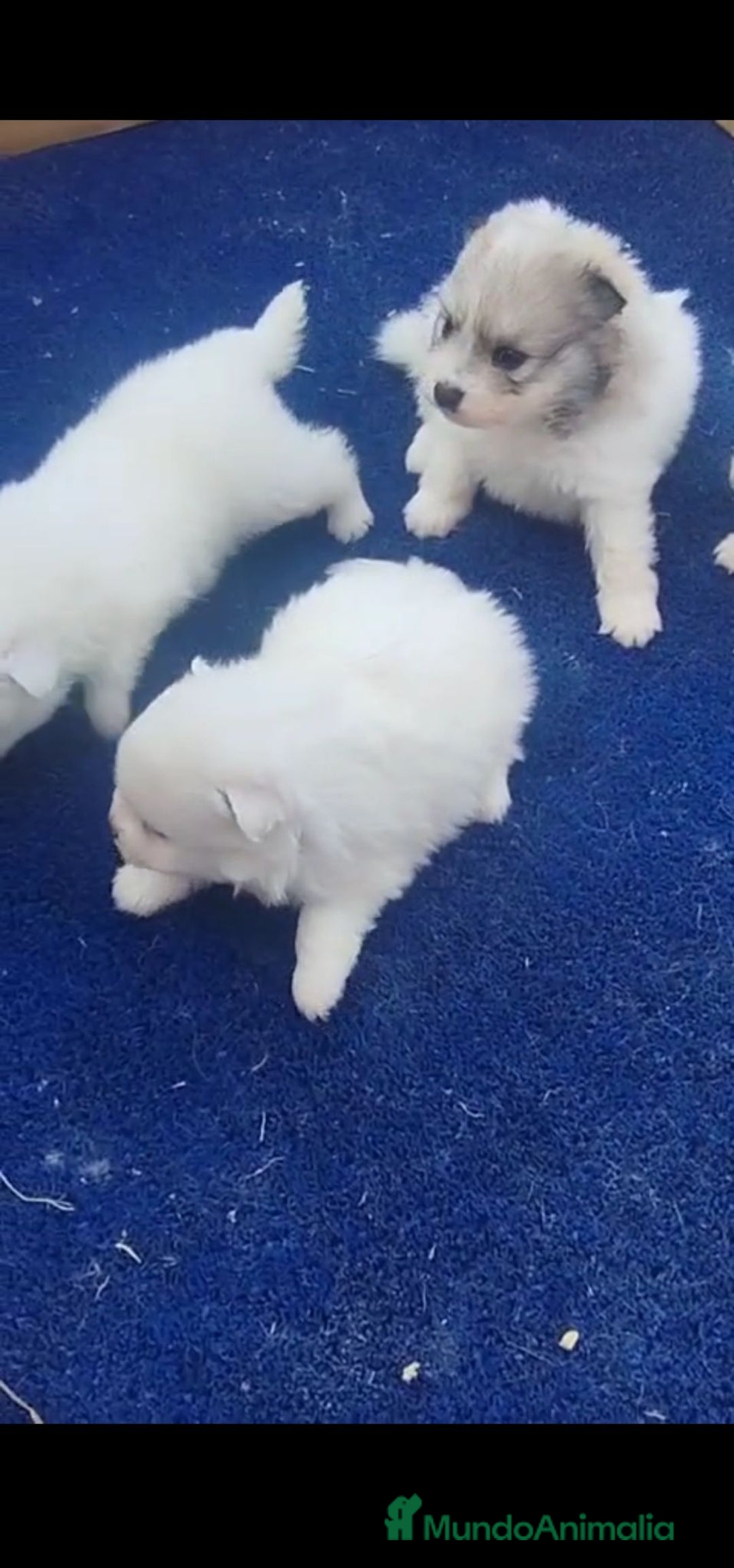 Pomerania perros en venta: Pomerania macho y hembra - Imagen 3