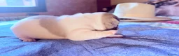 Bulldog Francés perros en venta: Cachorro bulldog frances - Anuncio 4