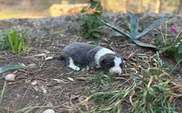 Border Collie perros en venta: 🐾 CACHORROS BORDER COLLIE DE ALTA CALIDAD 🐾 - Imagen 4