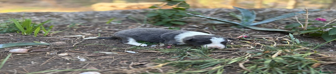 Border Collie 