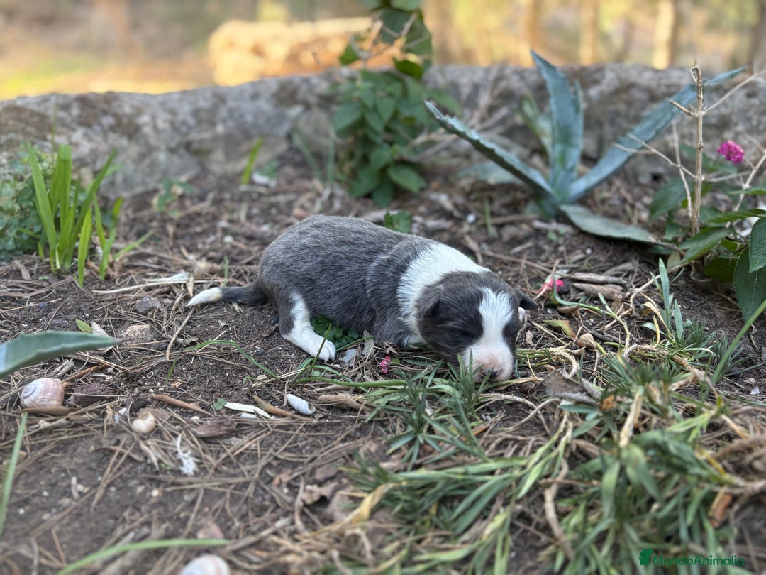 Border Collie perros en venta: 🐾 CACHORROS BORDER COLLIE DE ALTA CALIDAD 🐾 - Imagen 4