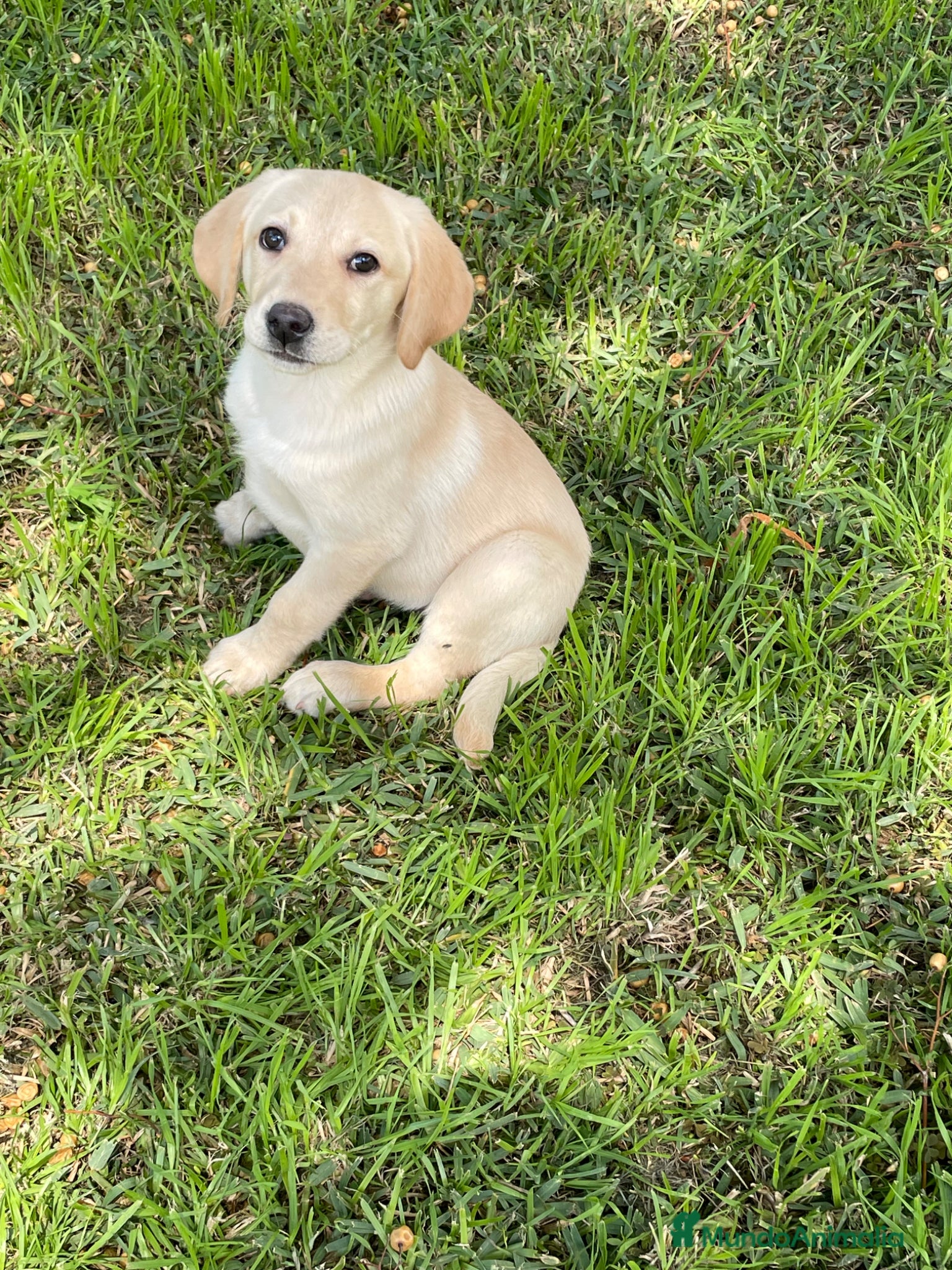 Labrador Retriever perros Labrador  - Anuncio 1
