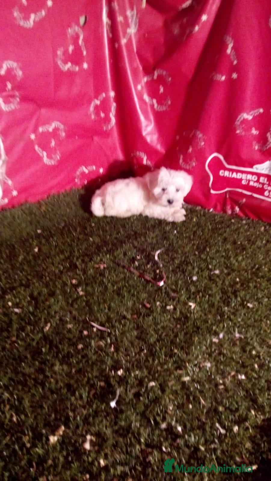 Bichón Maltés perros cachorros de bichon maltes  en Madrid - Anuncio 10