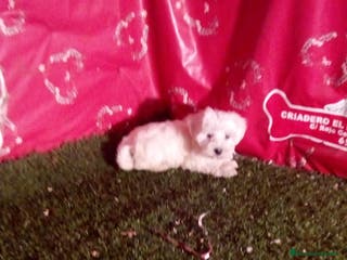 Bichón Maltés perros cachorros de bichon maltes en Madrid - Anuncio 1